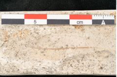 Foto (Detailansicht) von Olea noti Unger (NHMW-GEO-2024-0188-8149)